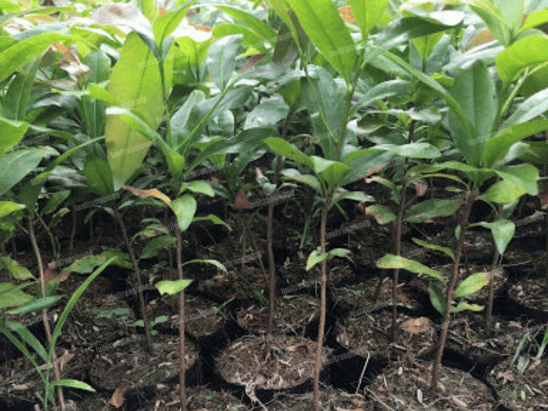 Phân loại các giống mai tứ quý phổ biến ở Việt Nam - Lưới Trung Lương Phân loại các giống mai tứ quý phổ biến ở Việt Nam