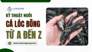 Kỹ thuật nuôi cá lóc bông đầy đủ nhất cho bà con