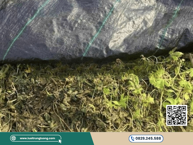 Bạt phủ cỏ có hiệu quả không trong việc ngăn cỏ dại - Lưới Trung Lương Bạt phủ cỏ có hiệu quả không trong việc ngăn cỏ dại