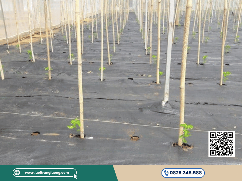 Bạt phủ cỏ giữ ẩm và bảo vệ đất canh tác cây chanh dây - Lưới Trung Lương Bạt phủ cỏ giữ ẩm và bảo vệ đất canh tác cây chanh dây