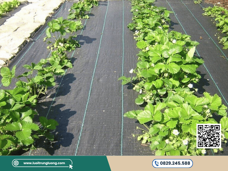 Bạt phủ cỏ giúp tăng năng suất cây trồng hiệu quả - Lưới Trung Lương Bạt phủ cỏ giúp tăng năng suất cây trồng hiệu quả