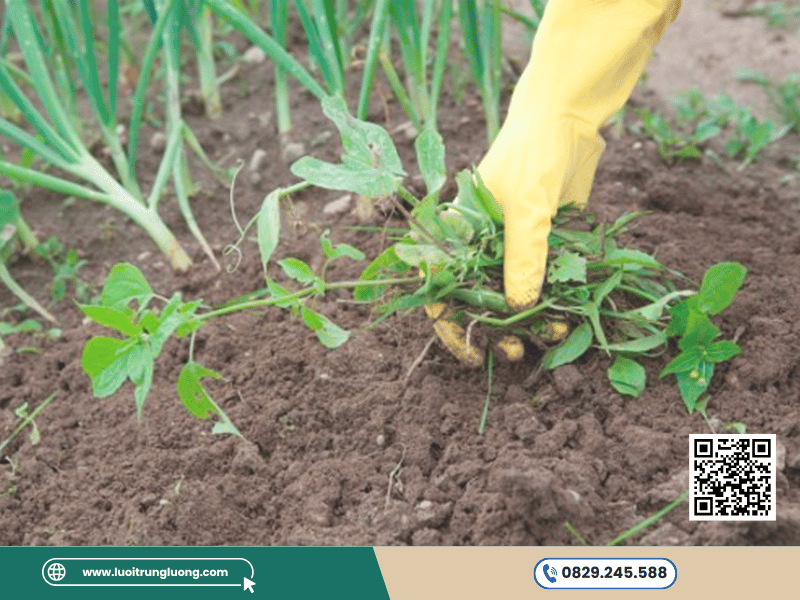 Bạt phủ diệt cỏ giúp giảm công làm cỏ trong nông nghiệp - Lưới Trung Lương Bạt phủ diệt cỏ giúp giảm công làm cỏ trong nông nghiệp