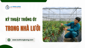 Kỹ thuật trồng ớt trong nhà lưới cho hiệu quả cao
