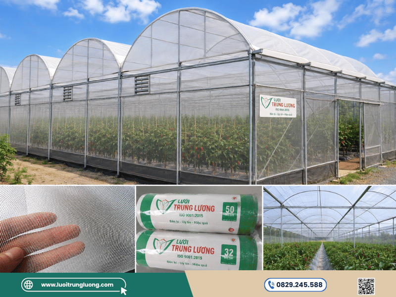Sử dụng lưới 50 mesh làm nhà lưới trồng ớt chắn côn trùng - Lưới Trung Lương Sử dụng lưới 50 mesh làm nhà lưới trồng ớt chắn côn trùng