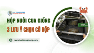 Hộp nuôi cua giống 3 lưu ý chọn cỡ hộp giảm hao hụt