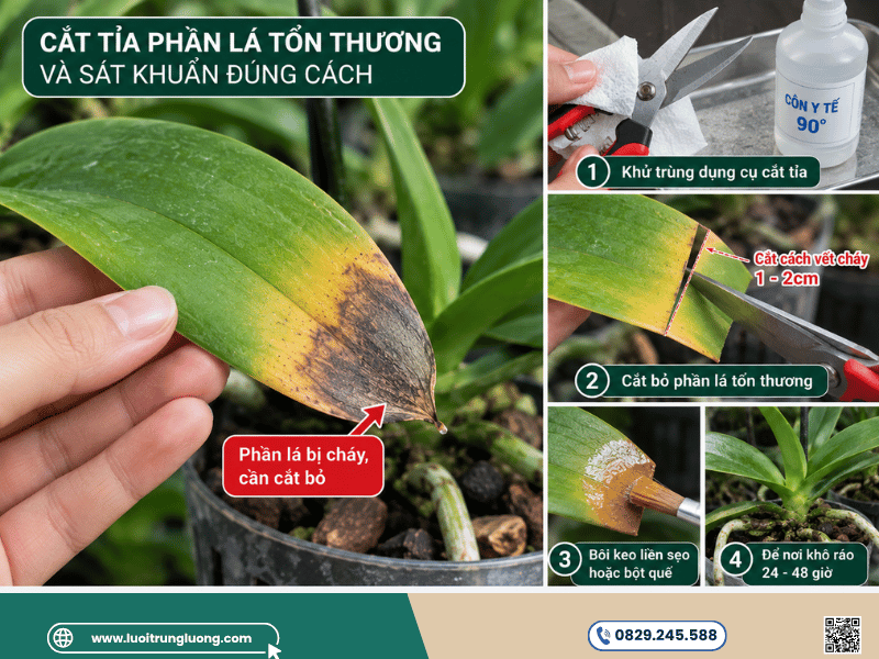 Cắt tỉa phần lá tổn thương và sát khuẩn đúng cách - Lưới Trung Lương Cắt tỉa phần lá tổn thương và sát khuẩn đúng cách