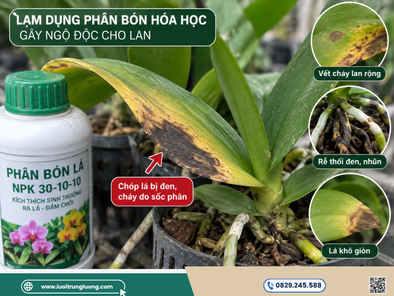Lạm dụng phân bón hóa học gây ngộ độc cho cây hoa lan - Lưới Trung Lương Lạm dụng phân bón hóa học gây ngộ độc cho cây hoa lan