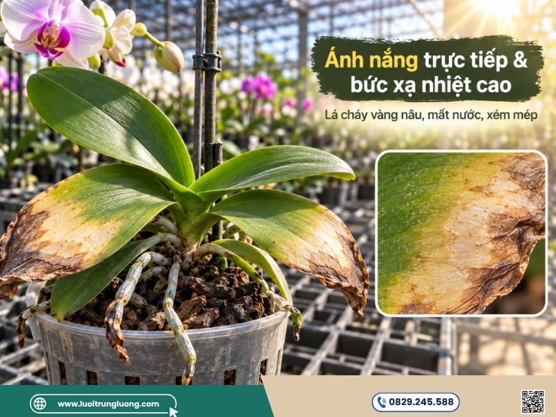 Ánh nắng mặt trời trực tiếp và bức xạ nhiệt cao gây cháy lá - Lưới Trung Lương Ánh nắng mặt trời trực tiếp và bức xạ nhiệt cao gây cháy lá