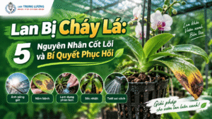 Lan Bị Cháy Lá: 5 Nguyên Nhân Cốt Lõi Và Bí Quyết Phục Hồi