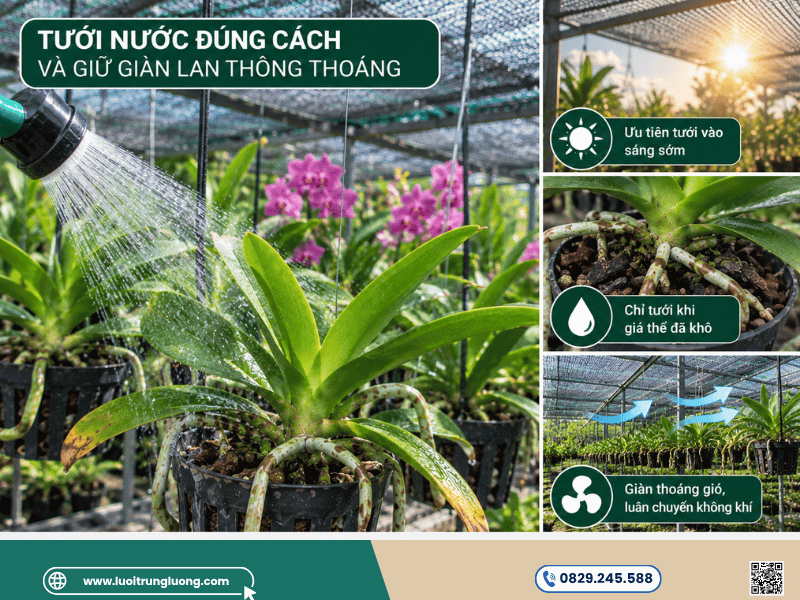 Nguyên tắc tưới nước và duy trì sự thông thoáng cho giàn lan - Lưới Trung Lương Nguyên tắc tưới nước và duy trì sự thông thoáng cho giàn lan