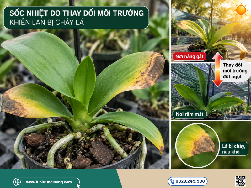 Chất lượng nước và thói quen tưới sai cáchCuối cùng, thói quen tưới nước hàng ngày tưởng chừng đơn giản lại là tác nhân thầm lặng khiến lan bị cháy lá. Rất nhiều người có thói quen tưới lan vào ban đêm muộn. Nước đọng lại trên bẹ lá và ngọn cây qua đêm kết hợp với sương lạnh tạo thành môi trường tuyệt vời cho nấm bệnh phát triển, gây thối ngọn và làm lan bị cháy lá. Bên cạnh đó, việc sử dụng nguồn nước máy công nghiệp chứa dư lượng Clo cao, hoặc nước nhiễm phèn, nhiễm mặn chưa qua xử lý làm hỏng hệ vi sinh vật có lợi Sốc nhiệt do thay đổi môi trường sống làm cho lan bị cháy lá - Lưới Trung Lương Chất lượng nước và thói quen tưới sai cáchCuối cùng, thói quen tưới nước hàng ngày tưởng chừng đơn giản lại là tác nhân thầm lặng khiến lan bị cháy lá. Rất nhiều người có thói quen tưới lan vào ban đêm muộn. Nước đọng lại trên bẹ lá và ngọn cây qua đêm kết hợp với sương lạnh tạo thành môi trường tuyệt vời cho nấm bệnh phát triển, gây thối ngọn và làm lan bị cháy lá. Bên cạnh đó, việc sử dụng nguồn nước máy công nghiệp chứa dư lượng Clo cao, hoặc nước nhiễm phèn, nhiễm mặn chưa qua xử lý làm hỏng hệ vi sinh vật có lợi Sốc nhiệt do thay đổi môi trường sống làm cho lan bị cháy lá