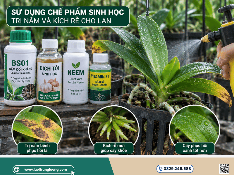 Sử dụng chế phẩm sinh học trị nấm và kích rễ cho lan bị cháy lá - Lưới Trung Lương Sử dụng chế phẩm sinh học trị nấm và kích rễ cho lan bị cháy lá