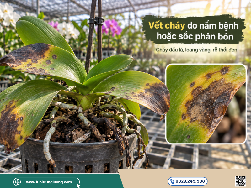 Vết cháy lá hoa lan do nấm bệnh và sốc phân bón - Lưới Trung Lương Vết cháy lá hoa lan do nấm bệnh và sốc phân bón